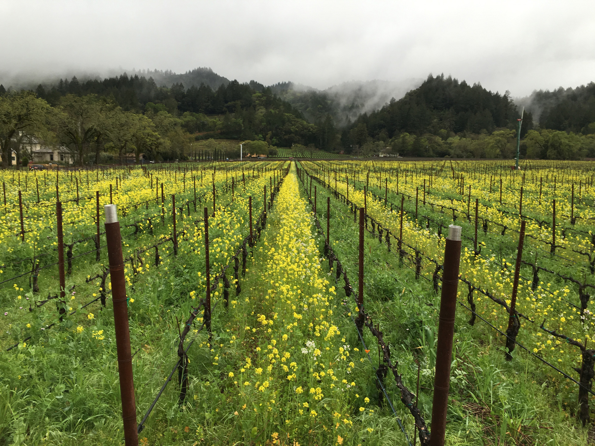 Vineyard and mountain