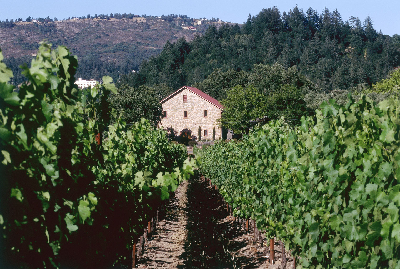 Vineyard and house