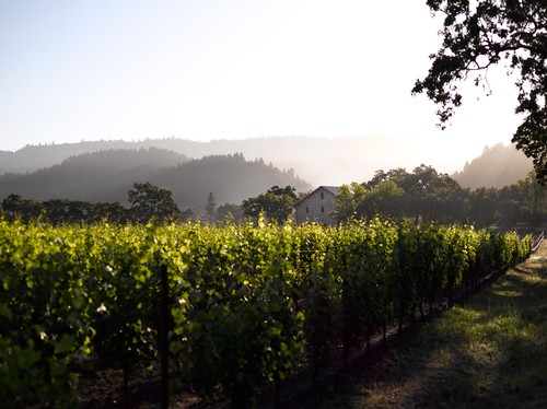 Vineyard