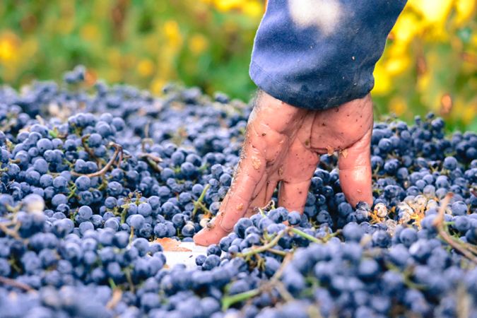 Grape hand
