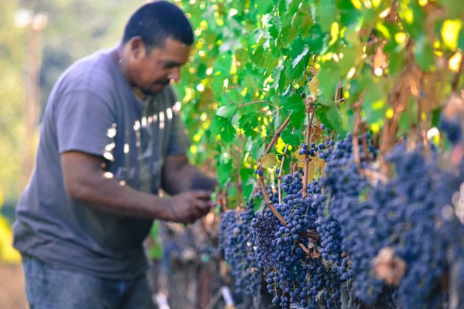 Picking grapes