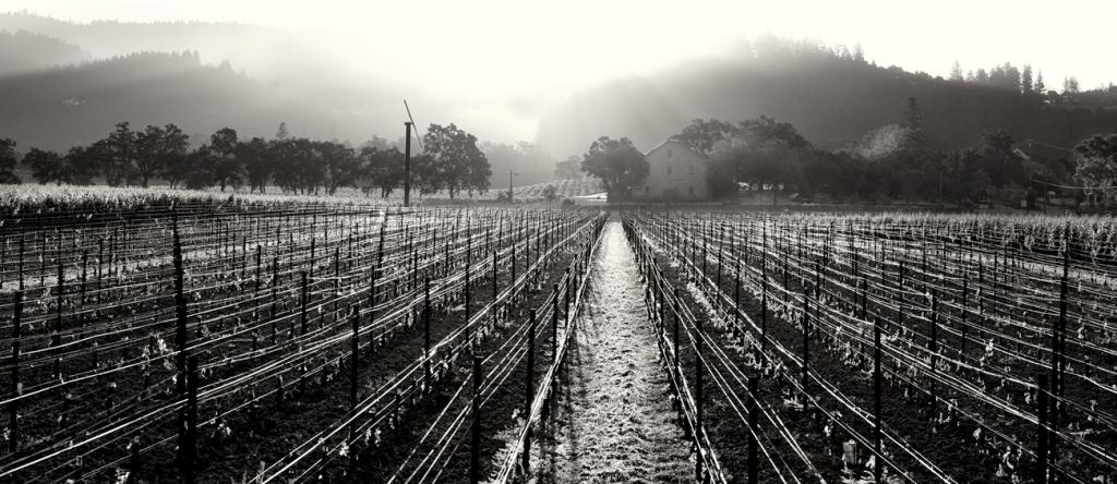Vineyard - Old